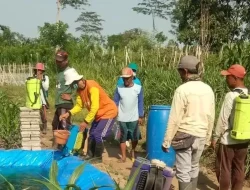 Kemarau Panjang, Petani di Kediri Gencarkan Penyemprotan untuk Cegah Serangan Wereng