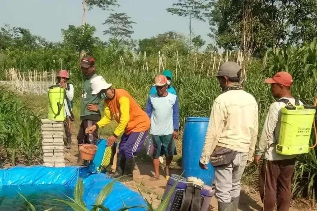 Kemarau Panjang, Petani di Kediri Gencarkan Penyemprotan untuk Cegah Serangan Wereng