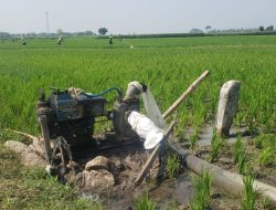 Air Irigasi Dam Baduk Tak Sampai Lahan, Petani Dusun Codot Nganjuk Khawatir Gagal Panen