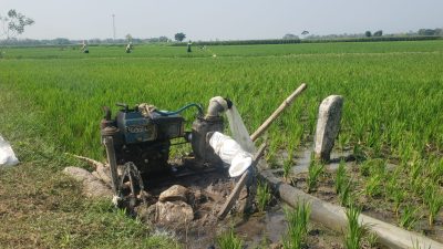 Air Irigasi Dam Baduk Tak Sampai Lahan, Petani Dusun Codot Nganjuk Khawatir Gagal Panen