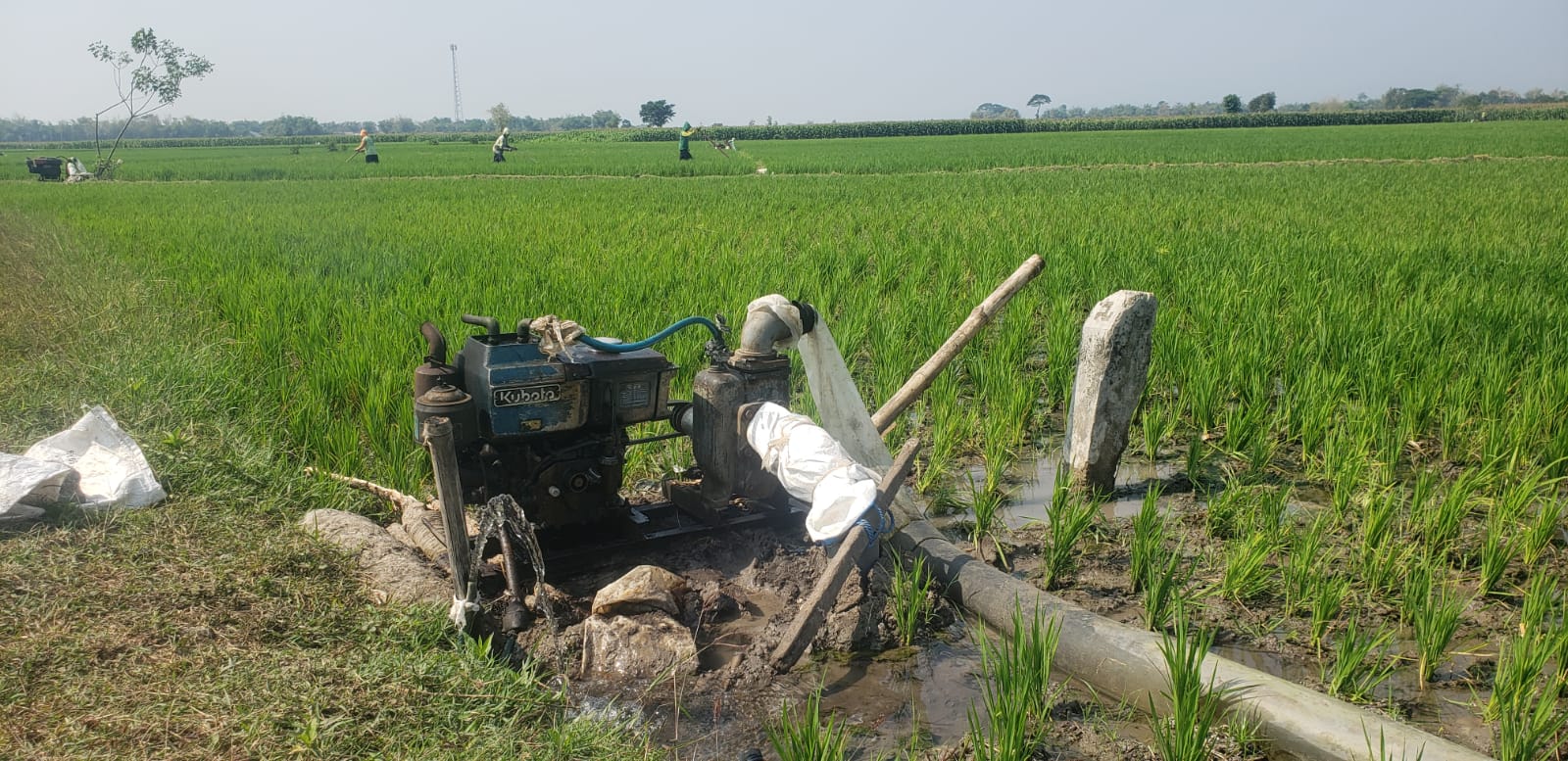 Air Irigasi Dam Baduk Tak Sampai Lahan, Petani Dusun Codot Nganjuk Khawatir Gagal Panen