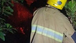 Pohon di Alas Untung Terbakar, Damkar Kediri Turun Tangan