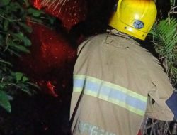 Pohon di Alas Untung Terbakar, Damkar Kediri Turun Tangan