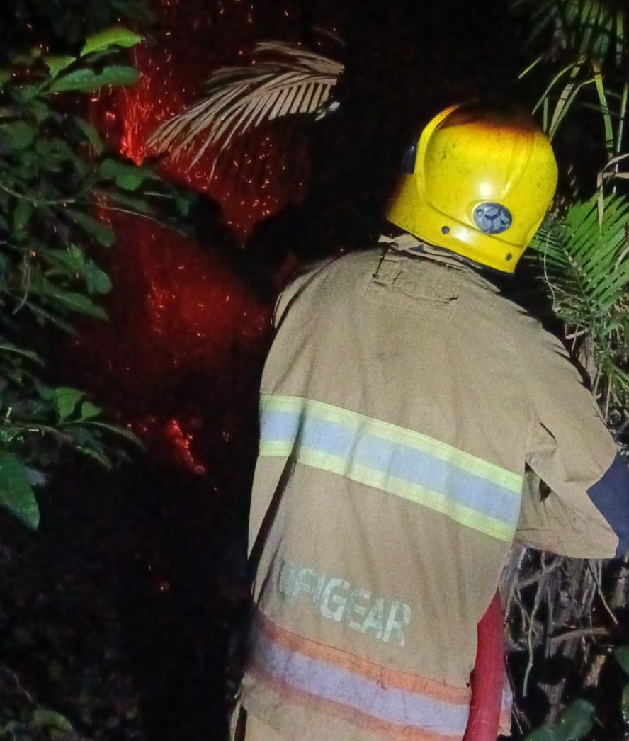Pohon di Alas Untung Terbakar, Damkar Kediri Turun Tangan