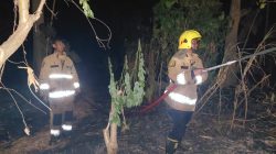 Sisa Pembakaran Sampah Picu Kebakaran Rumpun Bambu dan Tumpukan Kayu di Gurah