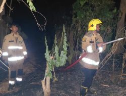 Sisa Pembakaran Sampah Picu Kebakaran Rumpun Bambu dan Tumpukan Kayu di Gurah