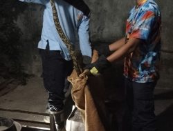 Ular Sawah Berbisa Masuk Dapur Warga Ngadiluwih, Damkar Kediri Bergerak Cepat