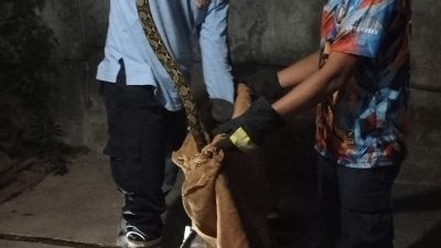 Ular Sawah Berbisa Masuk Dapur Warga Ngadiluwih, Damkar Kediri Bergerak Cepat