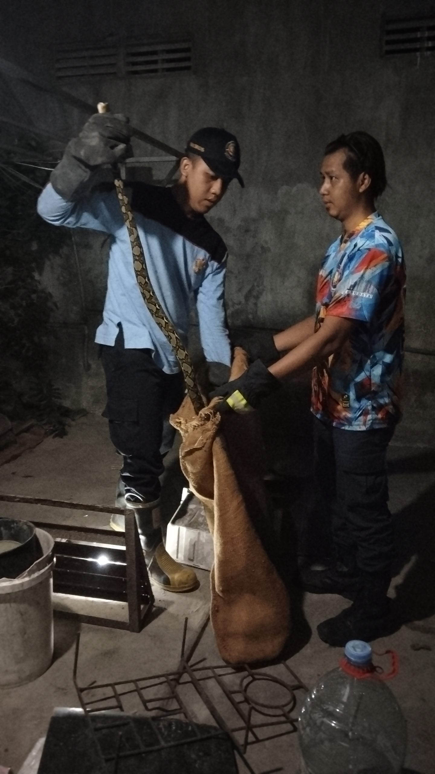 Ular Sawah Berbisa Masuk Dapur Warga Ngadiluwih, Damkar Kediri Bergerak Cepat