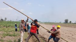 Dispertabun Kediri Salurkan 400 Jaring Perangkap Uret untuk Petani Tebu