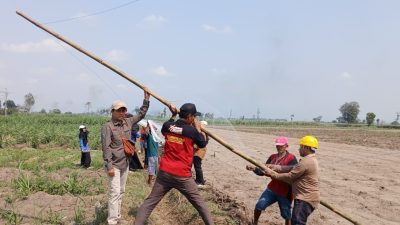 Dispertabun Kediri Salurkan 400 Jaring Perangkap Uret untuk Petani Tebu
