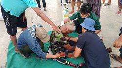 Pangkas Dahan di Pohon Setinggi 15 Meter, Warga Kepung Kediri Semaput dan Dievakuasi Damkar