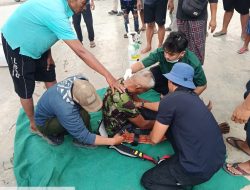 Pangkas Dahan di Pohon Setinggi 15 Meter, Warga Kepung Berbaju Loreng Semaput dan Dievakuasi Damkar