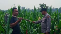 Polisi Dampingi Petani Jagung di Kanigoro, Dukung Program Ketahanan Pangan