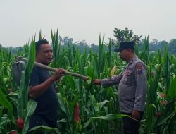 Polisi Dampingi Petani Jagung di Kanigoro, Dukung Program Ketahanan Pangan