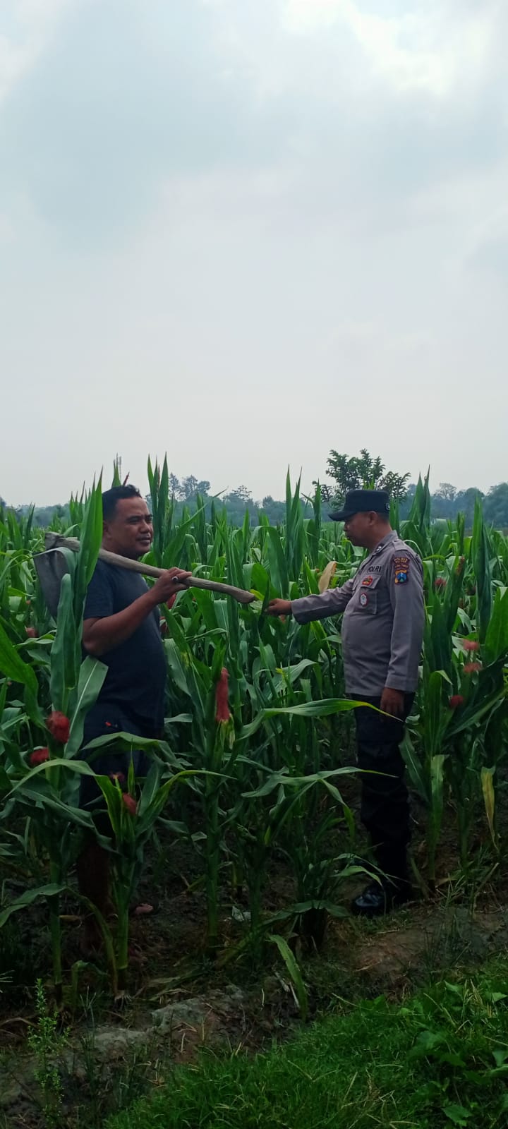 Polisi Dampingi Petani Jagung di Kanigoro, Dukung Program Ketahanan Pangan