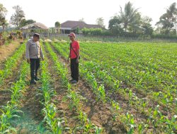 Bhabinkamtibmas Doko Dampingi Petani Jagung, Dukung Ketahanan Pangan di Blitar