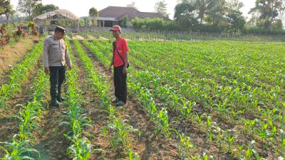 Bhabinkamtibmas Doko Dampingi Petani Jagung, Dukung Ketahanan Pangan di Blitar
