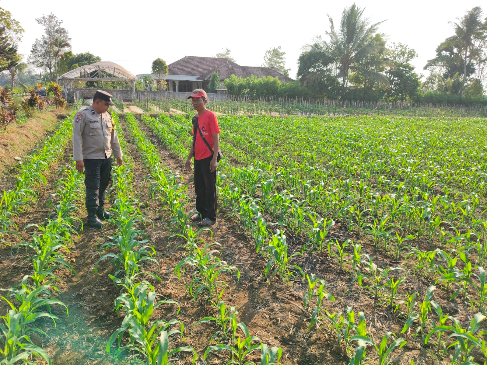 Bhabinkamtibmas Doko Dampingi Petani Jagung, Dukung Ketahanan Pangan di Blitar