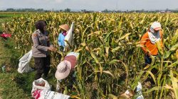 Polsek Lodoyo Timur Sambangi Petani Jagung, Perkuat Sinergi Dukung Ketahanan Pangan
