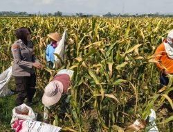 Polsek Lodoyo Timur Sambangi Petani Jagung, Perkuat Sinergi Dukung Ketahanan Pangan