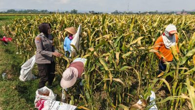 Polsek Lodoyo Timur Sambangi Petani Jagung, Perkuat Sinergi Dukung Ketahanan Pangan